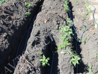 Cистема автомотического полива